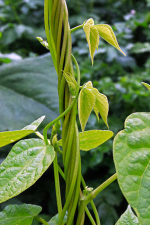 Bean stalks twist and grow upward on a string