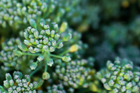 Closeup of broccoli bud heads against a dark background