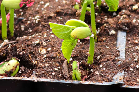 Young roma beans sprouting in growing trays