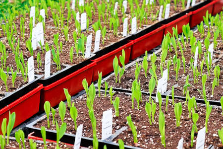 Young corn seedlings growing in garden trays