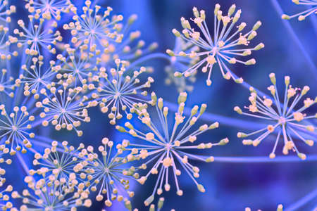 Top view of dill weed flowers against a blue background