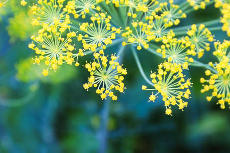 Macro view of dill flowers growing in the garden