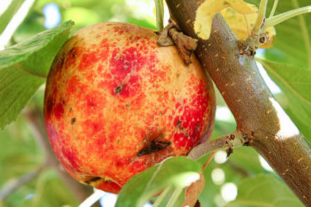 Bruises and cuts over an apple caused by hailの写真素材
