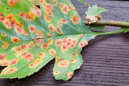 The front view of a leaf infected with juniper hawthorn diseaseの写真素材