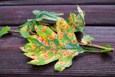 The front view of a leaf infected with juniper hawthron diseaseの写真素材