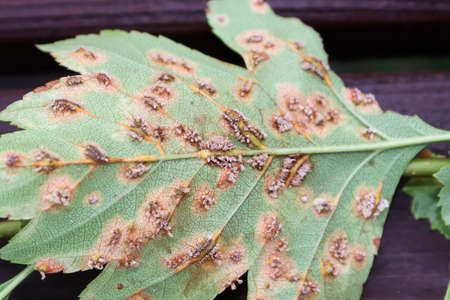 The underside of leaves infected with juniper hawthorn rustの写真素材