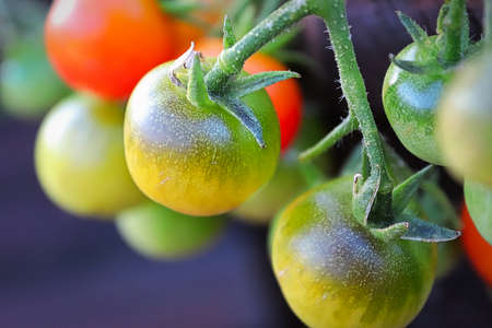 Macro view of tomatoes ripening on the plantの写真素材