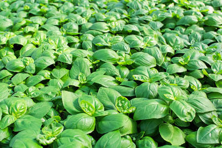 Background of green basil plants growing togetherの写真素材