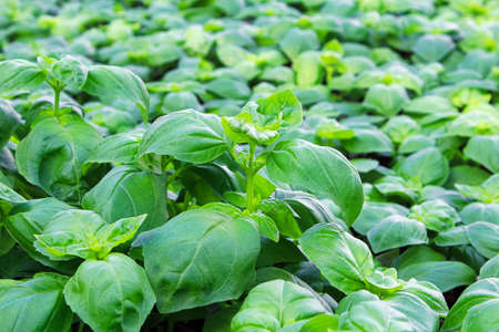 Background of green basil plants growing togetherの写真素材