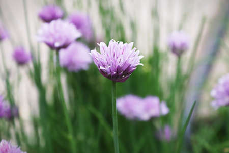 Closeup of fresh pink garden chive blossoms against a grey background.