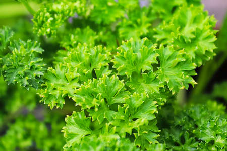 Closeup of fresh green curled parsley leavesの写真素材