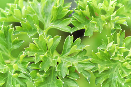 Closeup of fresh green curled parsley leavesの写真素材