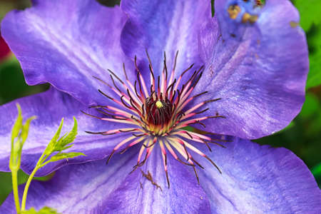 Closeup of the center of clematis flower petals