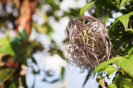 Closeup of the center of clematis flower petal heads