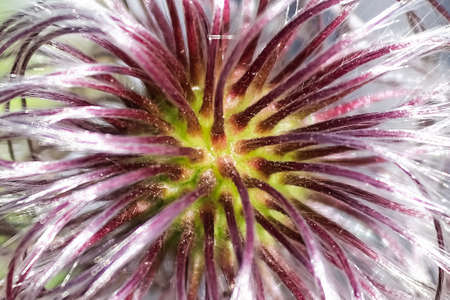 Closeup of the center of clematis flower petal headsの写真素材
