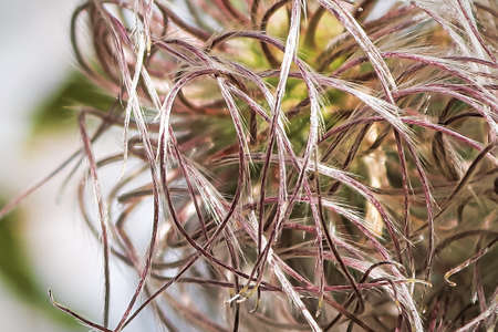Closeup of the center of clematis flower petal heads