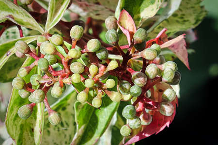 Macro view of virginia creeper flower buds.