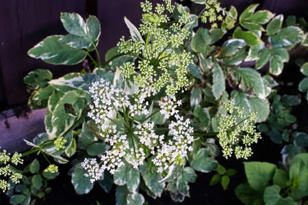 The white flower clusters of Bishop's Goutweed.の写真素材