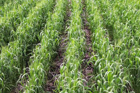 Rows of young barley growing in rows in a field.