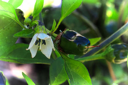 A young green pepper ripens beside a flower.