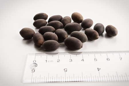 closeup of lotus seeds against a ruler