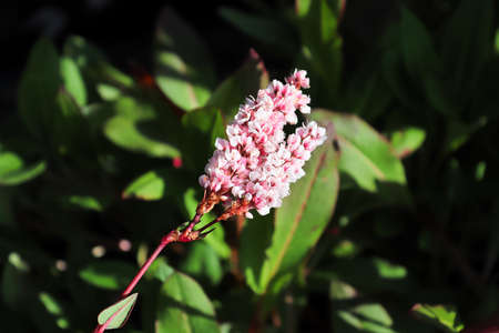 Bistort flowers growing on against a dark background