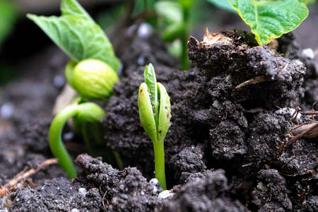 Macro view of beans sprouting with leaves cracking out of the seed.
