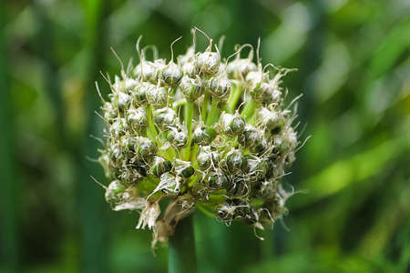Macro of green onion capsules maturing outdoors.