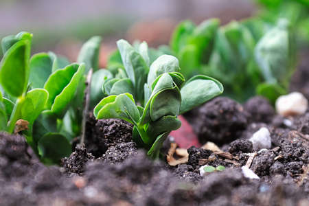 Macro view of new pea shoot leaves.
