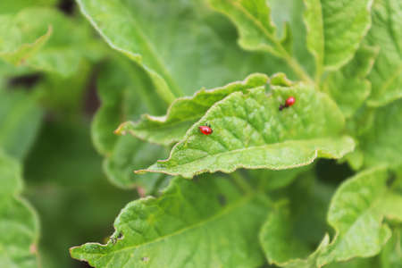 Tiny colorado beetle larva hatched on a potato plantの写真素材