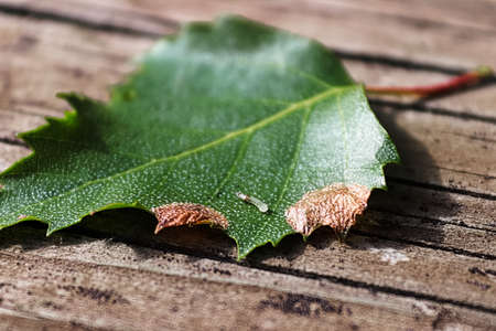 Closeup of a birch leafminer caterpillar next to damaged edges