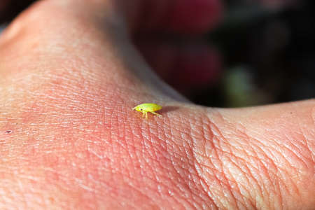 A tiny green spittlebug on the back of a hand