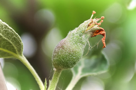 Small apples buds at the fruit set stageの写真素材