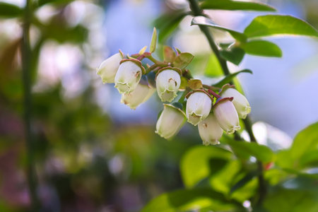 A cluster of white blueberry flowers against a blue backgroundの写真素材