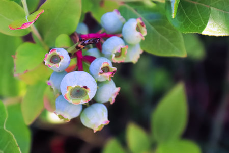 A cluster of blueberries almost ripened and ready to harvestの写真素材