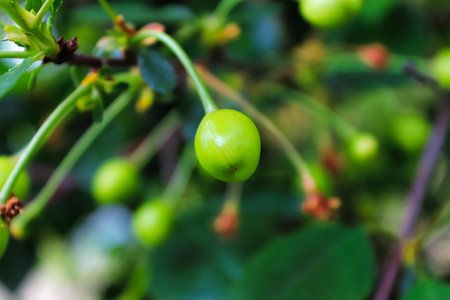 Closeup of green sour cherries hanging on a branchの写真素材