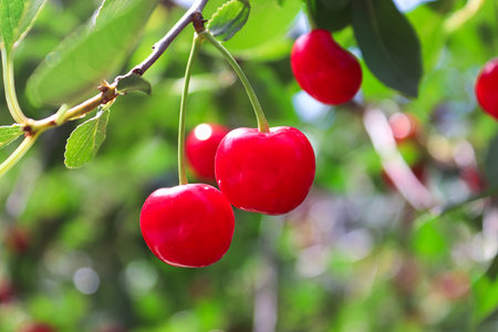Closeup of two hardy red cherries on a branchの写真素材