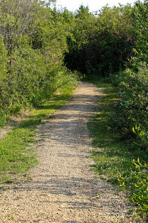 A narrow gravel path leading to a dark forest