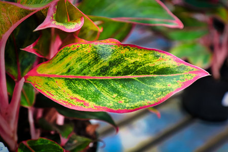 Pink stems and edges on an aglaonema houseplant leaf.の写真素材