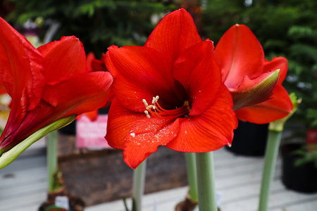 Red amaryllis flower heads in full bloom.の写真素材
