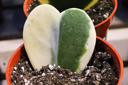 Closeup of a variegated heart hoya plant