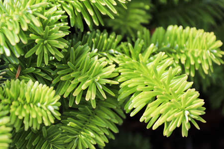 Closeup of the needles on a dwarf balsam firの写真素材