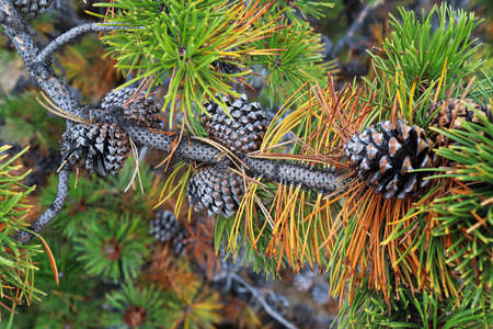 Closeup of pine cones on branches with orange needles