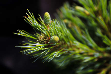 Tiny green pine cones against a black background