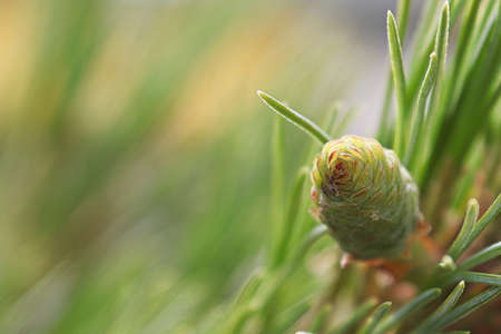 Top view of a pine cone against a blurred green background