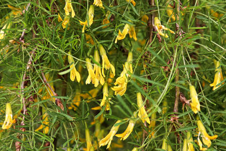 Closeup of the yellow blossoms on a Walkers Weeping Caragana