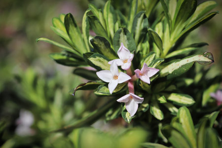 Closeup of variegated leaves on a daphne shrubの写真素材