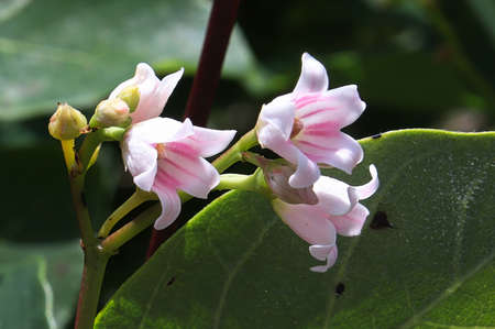 Macro photo of delicate pink spreading dogbane flowers