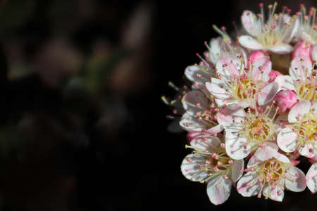 Macro of blossoms on a ninebark cluster