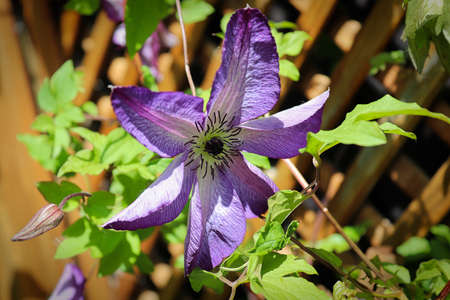 Closeup of a purple clematis flower with a lattice background.